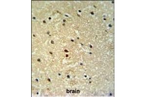 PROX-1- Antibody (ABIN650693 and ABIN2839113) IHC analysis in formalin fixed and paraffin embedded human brain tissue followed by peroxidase conjugation of the secondary antibody and DAB staining. (PROX1 anticorps  (AA 492-520))
