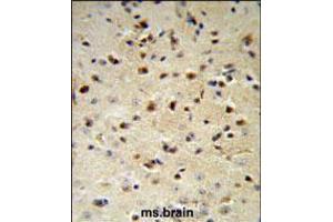 YWHAZ Antibody IHC analysis in formalin fixed and paraffin embedded mouse brain followed by peroxidase conjugation of the secondary antibody and DAB staining. (14-3-3 zeta anticorps  (AA 65-93))