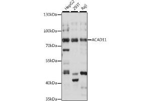 Western blot analysis of extracts of various cell lines, using  antibody (ABIN7265417) at 1:1000 dilution. (ACAD11 anticorps  (AA 1-230))