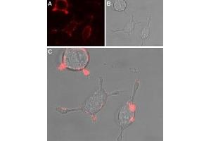 Expression of TRPC4 in rat PC12 cells - Cell surface detection of TRPC4 in intact living rat Pheochromocytoma (PC12) cells.