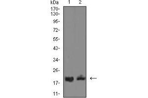 Western blot analysis using CD3D mouse mAb against HL-60 (1), and U937 (2) cell lysate.