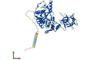 AlphaFold protein structure predicition of Human Recombinant GALNT4 Protein, UniprotID Q8N4A0
