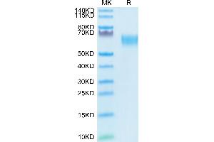 Biotinylated Human TGF-beta RII on Tris-Bis PAGE under reduced condition.