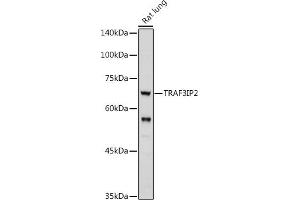 Western blot analysis of extracts of Rat lung, using TRIP2 antibody (ABIN6129947, ABIN6149464, ABIN6149465 and ABIN6222516) at 1:1000 dilution. (TRAF3IP2 anticorps  (AA 1-300))