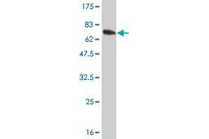Western Blot detection against Immunogen (66.