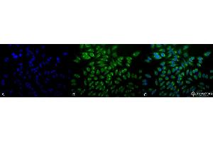 Immunocytochemistry/Immunofluorescence analysis using Mouse Anti-GRP78 Monoclonal Antibody, Clone 1H11-1H7 . (GRP78 anticorps  (Biotin))