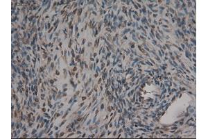 Immunohistochemical staining of paraffin-embedded kidney using anti-CPA1 (ABIN2452540) mouse monoclonal antibody. (CPA1 anticorps  (AA 1-419))