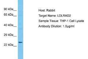 Host: Rabbit Target Name: LDLRAD2 Sample Type: THP-1 Whole Cell lysates Antibody Dilution: 1. (LDLRAD2 anticorps  (Middle Region))