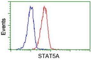Image no. 2 for anti-Signal Transducer and Activator of Transcription 5A (STAT5A) antibody (ABIN1501190)