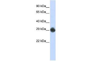 KITLG antibody used at 1 ug/ml to detect target protein. (KIT Ligand anticorps  (Middle Region))