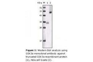 Image no. 1 for anti-Glycogen Synthase Kinase 3 alpha (GSK3a) antibody (ABIN207639) (GSK3 alpha anticorps)