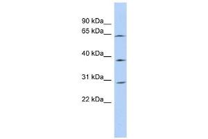 CCDC54 antibody used at 1 ug/ml to detect target protein. (CCDC54 anticorps  (N-Term))