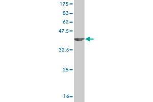Western Blot detection against Immunogen (36.