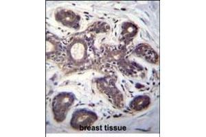 EIF2B1 Antibody (Center) (ABIN656348 and ABIN2845647) immunohistochemistry analysis in formalin fixed and paraffin embedded human breast tissue followed by peroxidase conjugation of the secondary antibody and DAB staining.