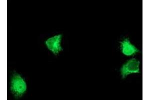 Anti-ALG2 mouse monoclonal antibody (ABIN2455500) immunofluorescent staining of COS7 cells transiently transfected by pCMV6-ENTRY ALG2 (RC204766). (ALG2 anticorps)