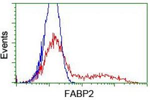 HEK293T cells transfected with either RC210206 overexpress plasmid (Red) or empty vector control plasmid (Blue) were immunostained by anti-FABP2 antibody (ABIN2455027), and then analyzed by flow cytometry. (FABP2 anticorps)