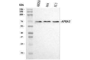 Western blot analysis of APBA3 using anti-APBA3 antibody (ABIN6719531).