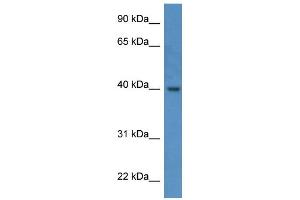 Western Blotting (WB) image for anti-ELMO/CED-12 Domain Containing 3 (ELMOD3) (C-Term) antibody (ABIN2788444) (ELMOD3 anticorps  (C-Term))