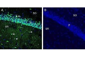 Expression of xCT/SLC7A11 in mouse hippocampus - Immunohistochemical staining of perfusion-fixed frozen mouse brain sections with Anti-xCT/SLC7A11 (extracellular) Antibody (ABIN7043751, ABIN7044835 and ABIN7044836), (1:300), followed by goat anti-rabbit-AlexaFluor-488.