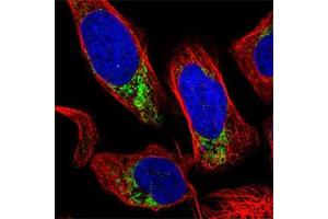 Immunofluorescent staining of U-2 OS cell line with antibody shows positivity in mitochondria (green).