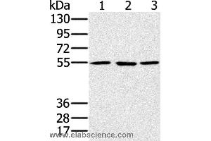 Western blot analysis of A549, hela and NIH/3T3 cell, using PSMC1 Polyclonal Antibody at dilution of 1:500 (PSMC1 anticorps)