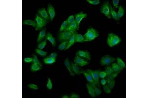 Immunofluorescence staining of HepG2 cells with ABIN7148760 at 1:200, counter-stained with DAPI.