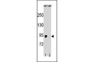 Western blot analysis of SLCO6A1 Antibody (C-term) Pab (ABIN1881814 and ABIN2843228) pre-incubated without(lane 1) and with(lane 2) blocking peptide in  cell line lysate. (SLCO6A1 anticorps  (C-Term))