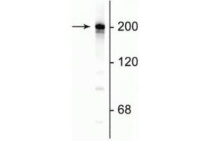 Western blot of rat cortical lysate showing specific immunolabeling of the ~200 kDa NF-H protein.
