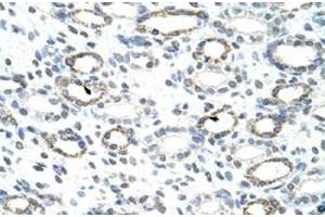 Immunohistochemical staining (Formalin-fixed paraffin-embedded sections) of human kidney with FOXQ1 polyclonal antibody  at 4-8 ug/mL working concentration. (FOXQ1 anticorps  (N-Term))