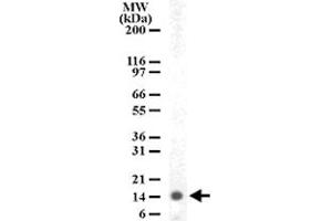 Western blot analysis of HIST3H2A in human PBMC lysate with HIST3H2A polyclonal antibody  . (HIST3H2A anticorps  (AA 1-5))
