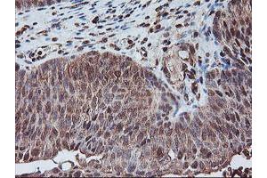 Image no. 4 for anti-Proteasome Subunit alpha 4 (PSMA4) antibody (ABIN1500458)