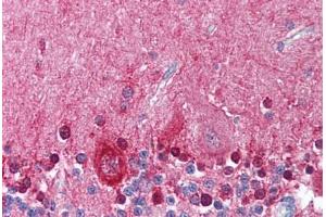 Anti-KCNMA1 antibody  ABIN1048988 IHC staining of human brain, cerebellum. (KCNMA1 anticorps  (Internal Region))
