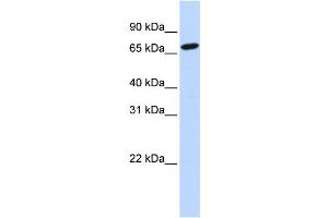 Western Blotting (WB) image for anti-Histidine Ammonia-Lyase (HAL) antibody (ABIN2458951)