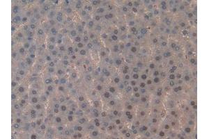 DAB staining on IHC-P; Samples: Rat Liver Tissue