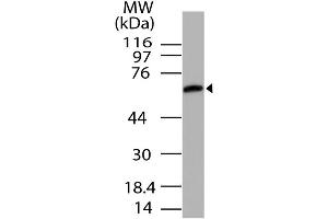 Image no. 1 for anti-Unc-93 Homolog B1 (UNC93B1) (AA 300-597) antibody (ABIN5027623) (UNC93B1 anticorps  (AA 300-597))