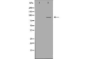 Western blot analysis of A549  using RRM1 antibody. (RRM1 anticorps  (Internal Region))