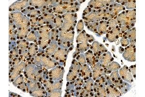 Phospho-Bub1 (Ser459) Antibody at 1/100 staining Rat pancreatic tissue by IHC-P. (BUB1 anticorps  (pSer459))