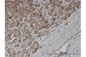 Immunoperoxidase of monoclonal antibody to EDF1 on formalin-fixed paraffin-embedded human pancreas. (EDF1 anticorps  (AA 1-148))