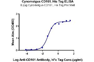 Immobilized Cynomolgus CD161, His Tag at 2 μg/mL (100 μL/Well) on the plate.
