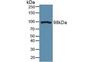 Figure. (DNM2 anticorps  (AA 533-731))