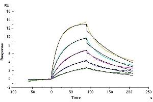 Cynomolgus IL-13Ra1,His Tag immobilized on CM5 Chip can bind Cynomolgus IL-13, His Tag with an affinity constant of 21.