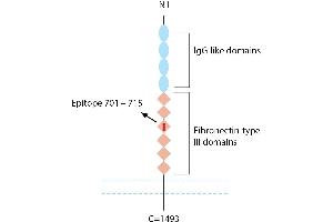 anti-Neogenin 1 (NEO1) (AA 701-715), (Extracellular) antibody