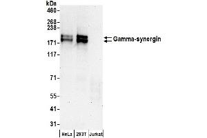 Western Blotting (WB) image for anti-Synergin gamma (SYNRG) (AA 975-1025) antibody (ABIN7450270)