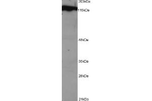 ABIN184570 (1 µg/ml) staining of NSO lysate (1E5 cells per lane). (DDB1 anticorps  (C-Term))