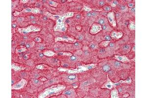 Anti-ASGR1 / ASGPR antibody IHC staining of human liver.