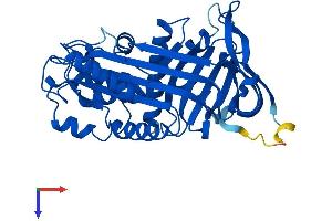AlphaFold protein structure predicition of Human Recombinant SERPINB5 Protein, UniprotID P36952