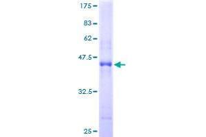Image no. 1 for Brother Of CDO (BOC) (AA 1-157) protein (GST tag) (ABIN1346806)