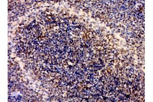 Paraformaldehyde-fixed, paraffin embedded rat spleen, Antigen retrieval by boiling in sodium citrate buffer (pH6.