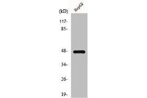 Western Blot analysis of HepG2 cells using GPR137C Polyclonal Antibody (GPR137C anticorps  (Internal Region))