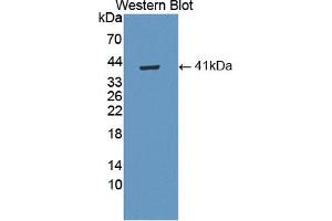 Western blot analysis of the recombinant protein. (WNT5B anticorps  (AA 30-358))